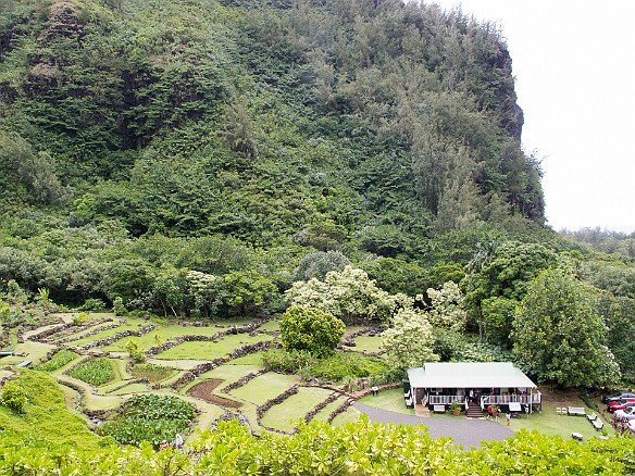 We start descending back to our starting point. This gives you feel of the visitor center and the taro fields that ascend up from it. May 24, 2012 4:08 PM