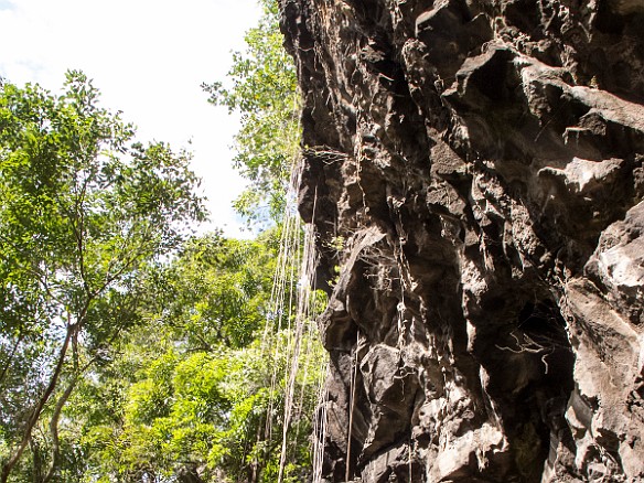 Looking up from the entrance to the wet cave are all the vines that descend from the summit above us. May 24, 2012 4:40 PM : Kauai