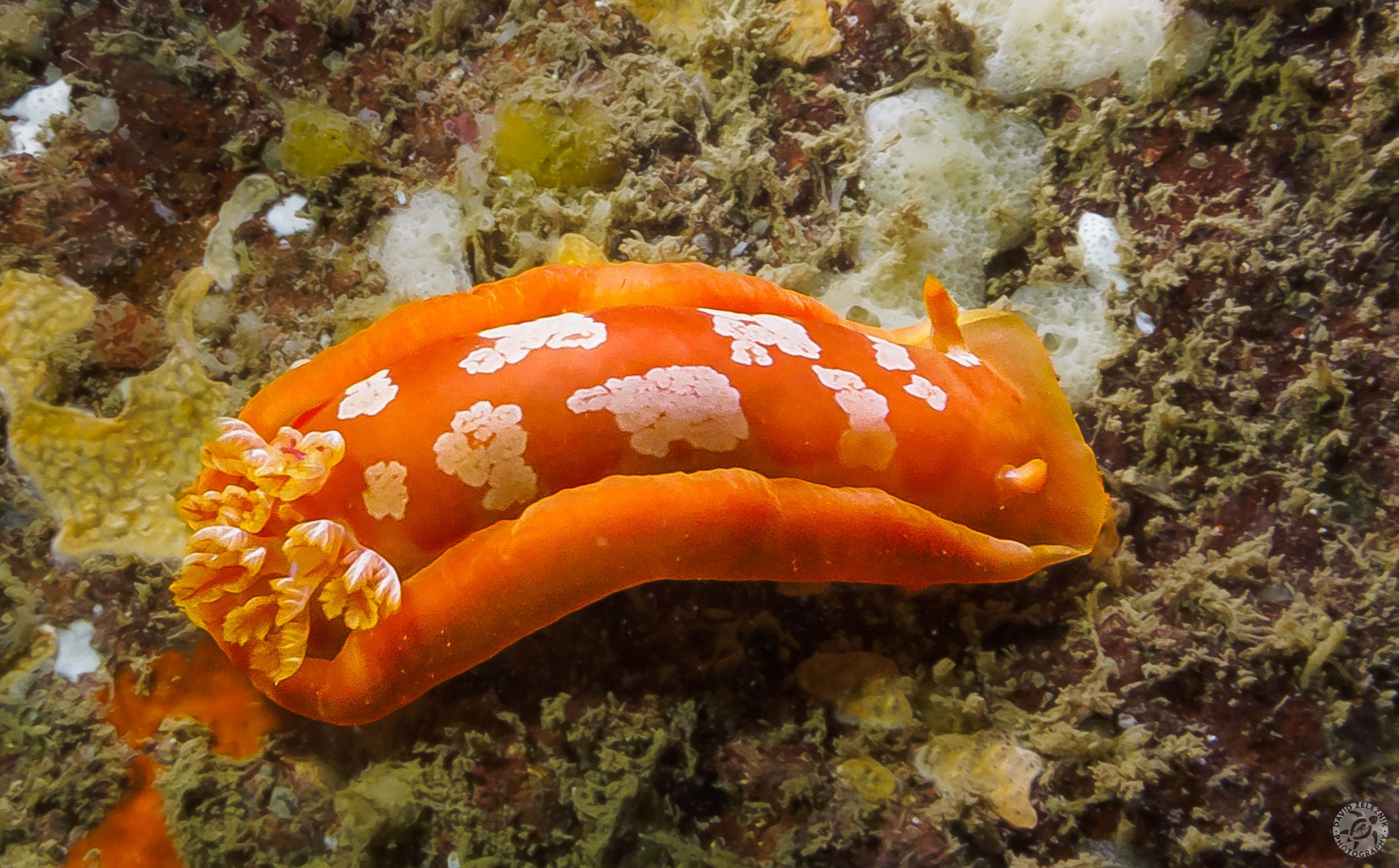 Spanish Dancer nudibranch