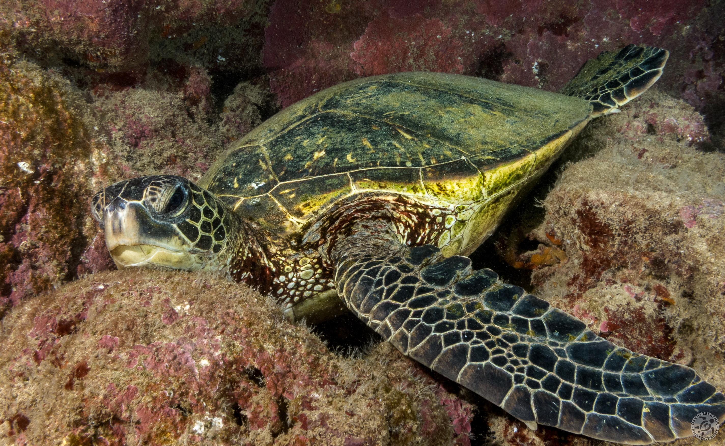 Schluffy turtle nap time is making me think about lying down on the couch as well