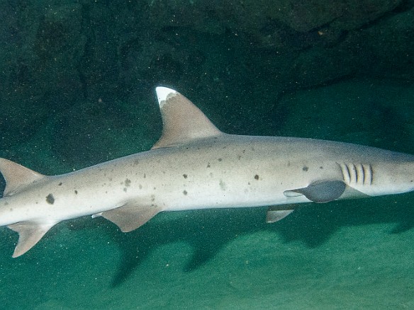 May 15, 2013 9:17 AM : Diving, animal, cartilaginous fish, chondrichthyes, fish, shark : David Zeleznik,Maxine Klein