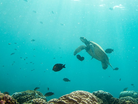 Turtle cleaning station at the Tunnels outer reef May 15, 2013 9:21 AM : Diving, honu, turtle : David Zeleznik,Maxine Klein