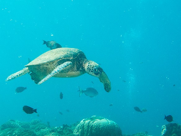 May 15, 2013 9:22 AM : Diving, animal, chelonia mydas, cheloniidae, hawaiian green sea turtle, honu, reptile, reptilia, sea turtle, testudines, turtle : David Zeleznik,Maxine Klein