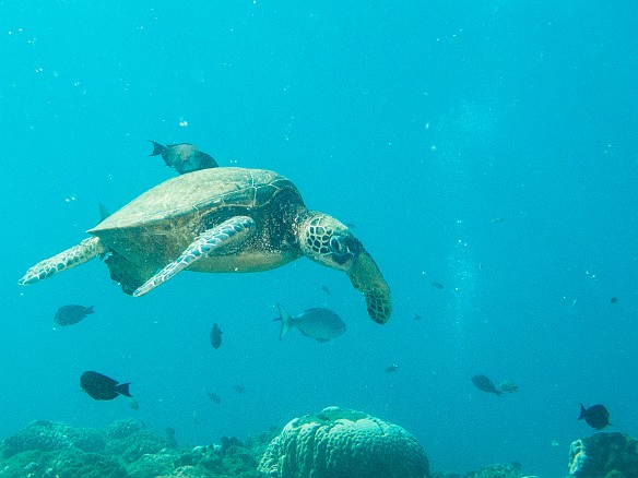 May 15, 2013 9:22 AM : Diving, Kauai