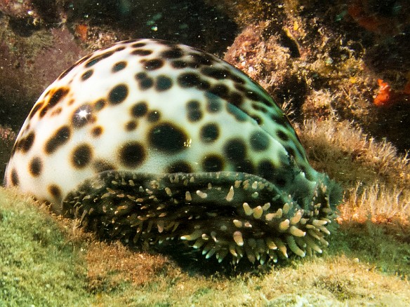 Humongoid cowrie perched on the reef May 15, 2013 9:29 AM : Diving, animal, cowrie, cowry, cypraea tigris, cypraeidae, gastropod, gastropoda, mollusca, mollusk, tiger cowrie : David Zeleznik,Maxine Klein