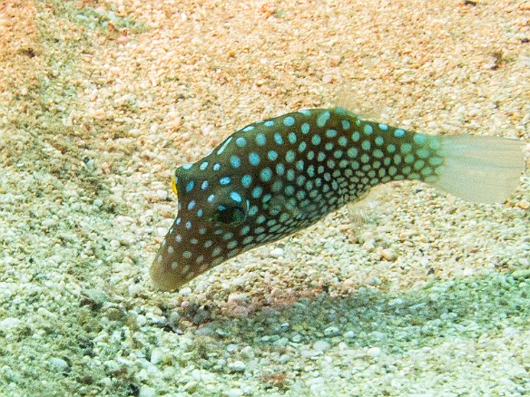 Juvenile spotted boxfish picking at algae along the sandy bottom May 15, 2013 9:33 AM : Diving, animal, bony fish, fish, osteichthyes, ostraciidae, ostracion meleagris, ostraciontidae, spotted boxfish, tetraodontiformes : David Zeleznik,Maxine Klein