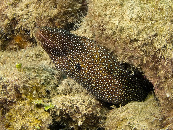 Whitemouth Moray May 17, 2013 10:38 AM : Diving, anguilliformes, animal, bony fish, eel, fish, moray, muraenidae, osteichthyes : David Zeleznik,Maxine Klein
