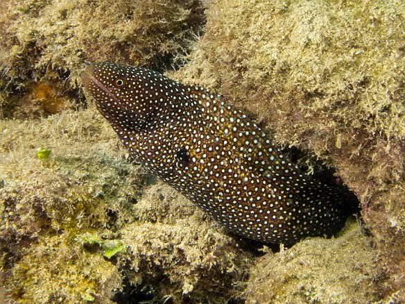 Whitemouth Moray May 17, 2013 10:38 AM : Diving, Kauai