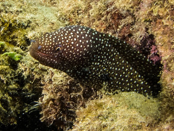 May 17, 2013 10:40 AM : Diving, anguilliformes, animal, bony fish, eel, fish, moray, muraenidae, osteichthyes : David Zeleznik,Maxine Klein