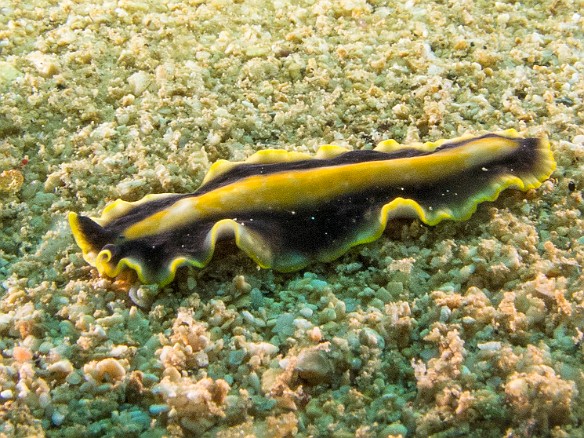 Friday morning I saw this Goldrim Flatworm inching along the shallow sandy bottom May 17, 2013 10:43 AM : Diving, Kauai, nudibranch, worm : David Zeleznik,Maxine Klein
