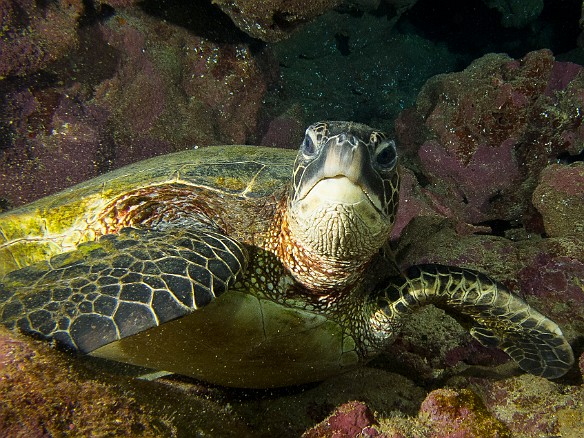 Young teenage turtle giving me the inquisitive "what's up" look May 17, 2013 12:23 PM : Diving, Kauai, honu, turtle