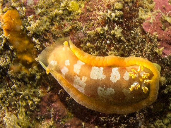 Spanish Dancer nudibranch on the wall at Tunnels on Friday morning May 17, 2013 1:09 PM : Diving, animal, gastropod, gastropoda, hexabranchidae, hexabranchus sanguineus, mollusca, mollusk, nudibranch, nudibranchia, spanish dancer : David Zeleznik,Maxine Klein