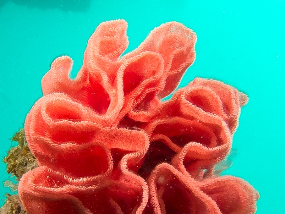A freshly laid Spanish Dancer egg sac which resembles a rose. It's unusual to find one so recently and perfectly formed. May 21, 2013 9:51 AM : Diving, Kauai : David Zeleznik,Maxine Klein