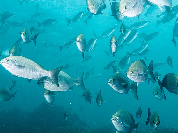 Huge school of Grey Chubs May 21, 2013 11:14 AM : Diving, Kauai