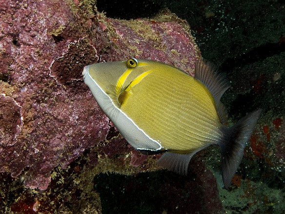 A Lei Triggerfish May 21, 2013 11:20 AM : Diving, animal, balistidae, bony fish, fish, humuhumu lei, lei triggerfish, osteichthyes, sufflamen bursa, tetraodontiformes, triggerfish : David Zeleznik,Maxine Klein
