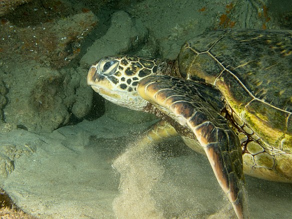 Ran into this behemoth turtle resting in a cave, could not even fit him into the frame at my widest angle, probably 5ft across and close to 400lbs May 21, 2013 11:22 AM : Diving, animal, chelonia mydas, cheloniidae, hawaiian green sea turtle, honu, reptile, reptilia, sea turtle, testudines, turtle : David Zeleznik,Maxine Klein