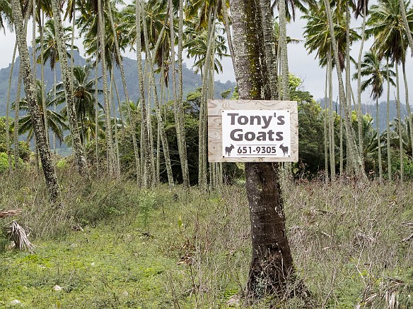 Have no idea what this was about, no signs of goats anywhere among the palm trees, was thinking we'd give him a call once we get home if we find our lawn guys didn't keep up while we were away.... May 13, 2013 12:11 PM
