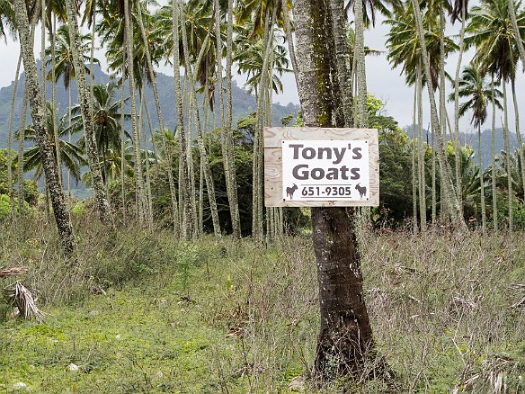 Have no idea what this was about, no signs of goats anywhere among the palm trees, was thinking we'd give him a call once we get home if we find our lawn guys didn't keep up while we were away.... May 13, 2013 12:11 PM : Kauai