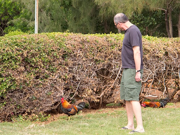My brother-in-law, the chicken whisperer May 13, 2013 4:23 PM : Howard Berzon