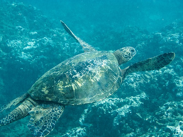 Time for lunch and snorkeling at Nualolo Kai May 14, 2013 9:20 AM : PEOPresentation2024, animal, chelonia mydas, cheloniidae, hawaiian green sea turtle, honu, reptile, reptilia, sea turtle, testudines, turtle