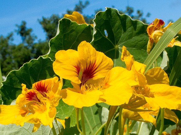 Edible nasturtiums May 18, 2013 2:35 PM : Kauai