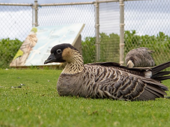 Lots of nene's, the Hawaiian state bird May 19, 2013 2:15 PM