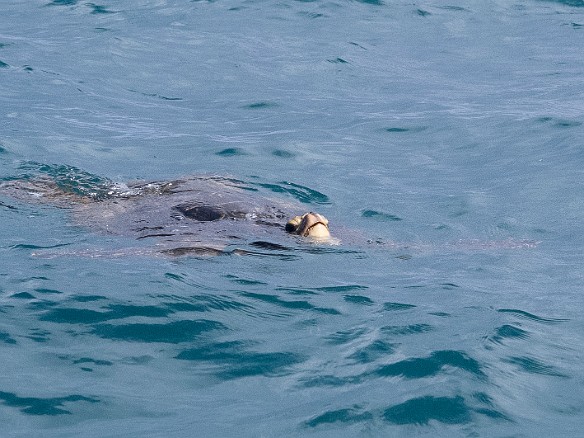A turtle says hello as we moored for lunch at Nualolo Kai May 20, 2013 10:13 AM : animal, chelonia mydas, cheloniidae, hawaiian green sea turtle, honu, reptile, reptilia, sea turtle, testudines, turtle