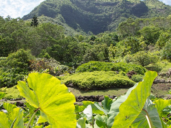 Traditional taro fields terraced into the valley May 24, 2013 10:59 AM