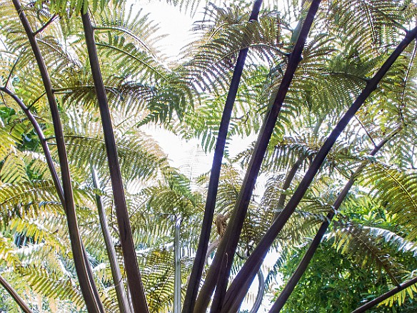 Giant fern May 24, 2013 11:37 AM