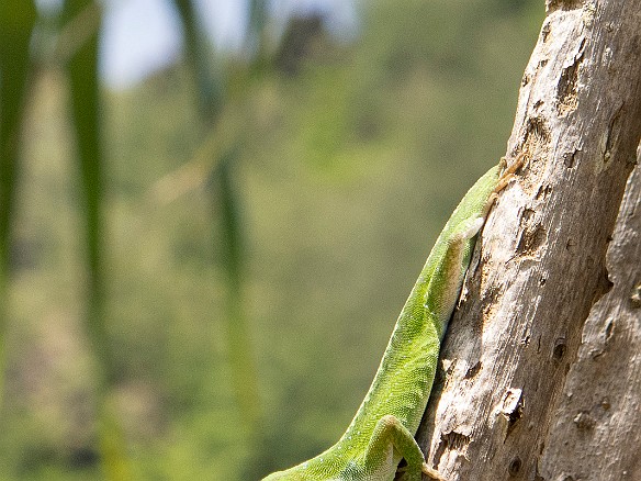 It took almost the entire trip, but I finally got a gecko to pose for me May 24, 2013 11:58 AM