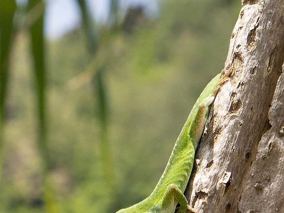 It took almost the entire trip, but I finally got a gecko to pose for me May 24, 2013 11:58 AM : Kauai