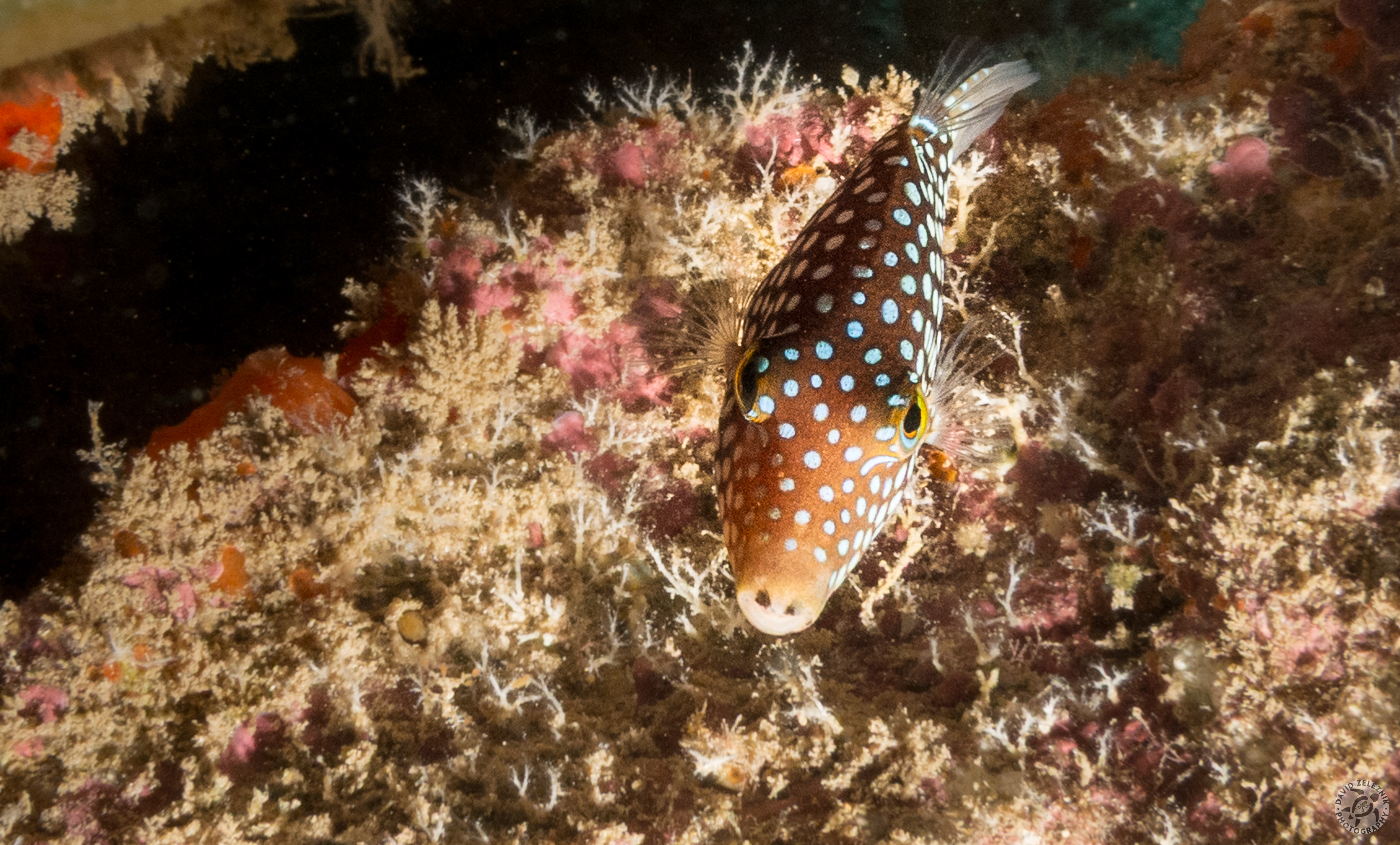 KauaiDiving2014-011