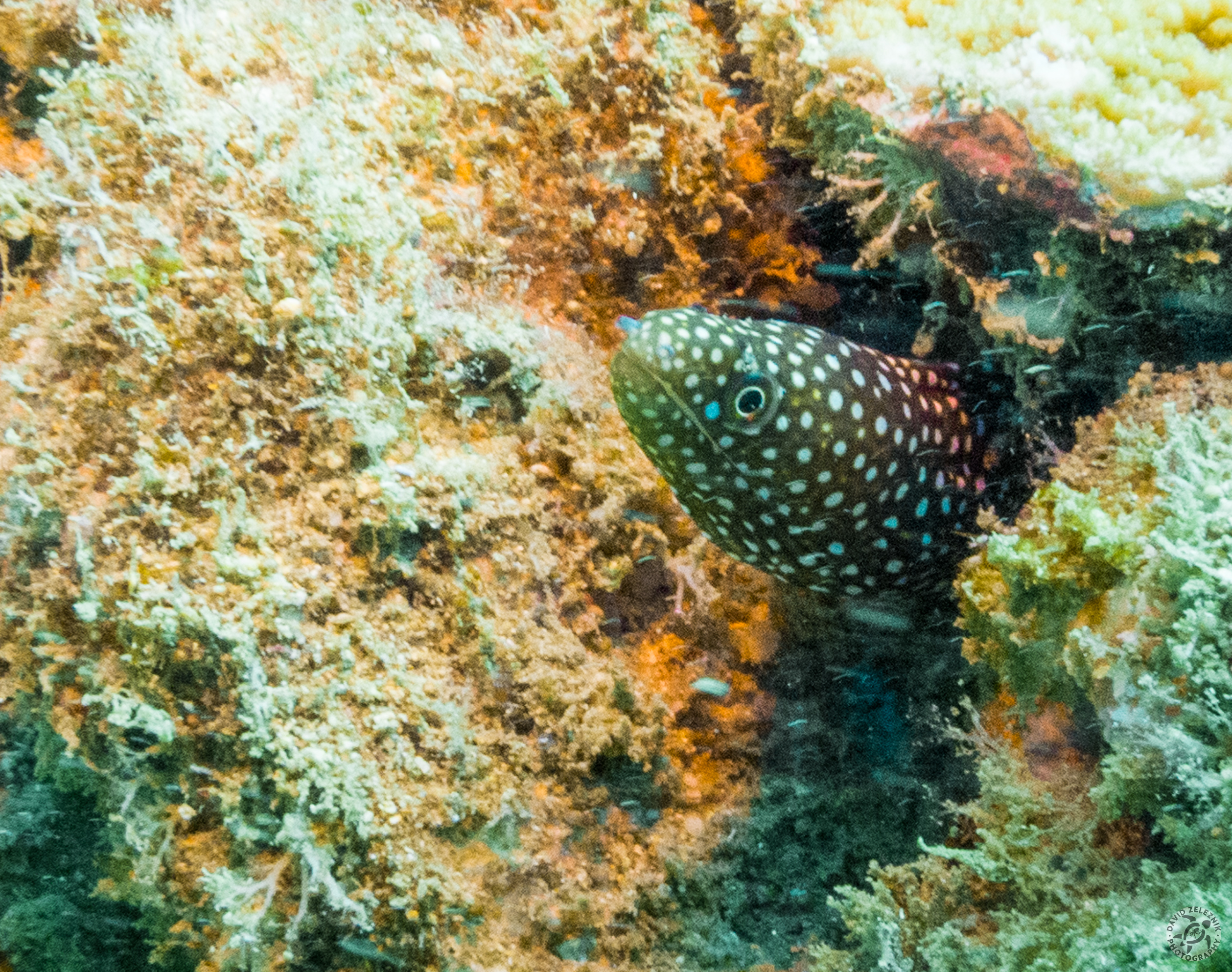 KauaiDiving2014-028