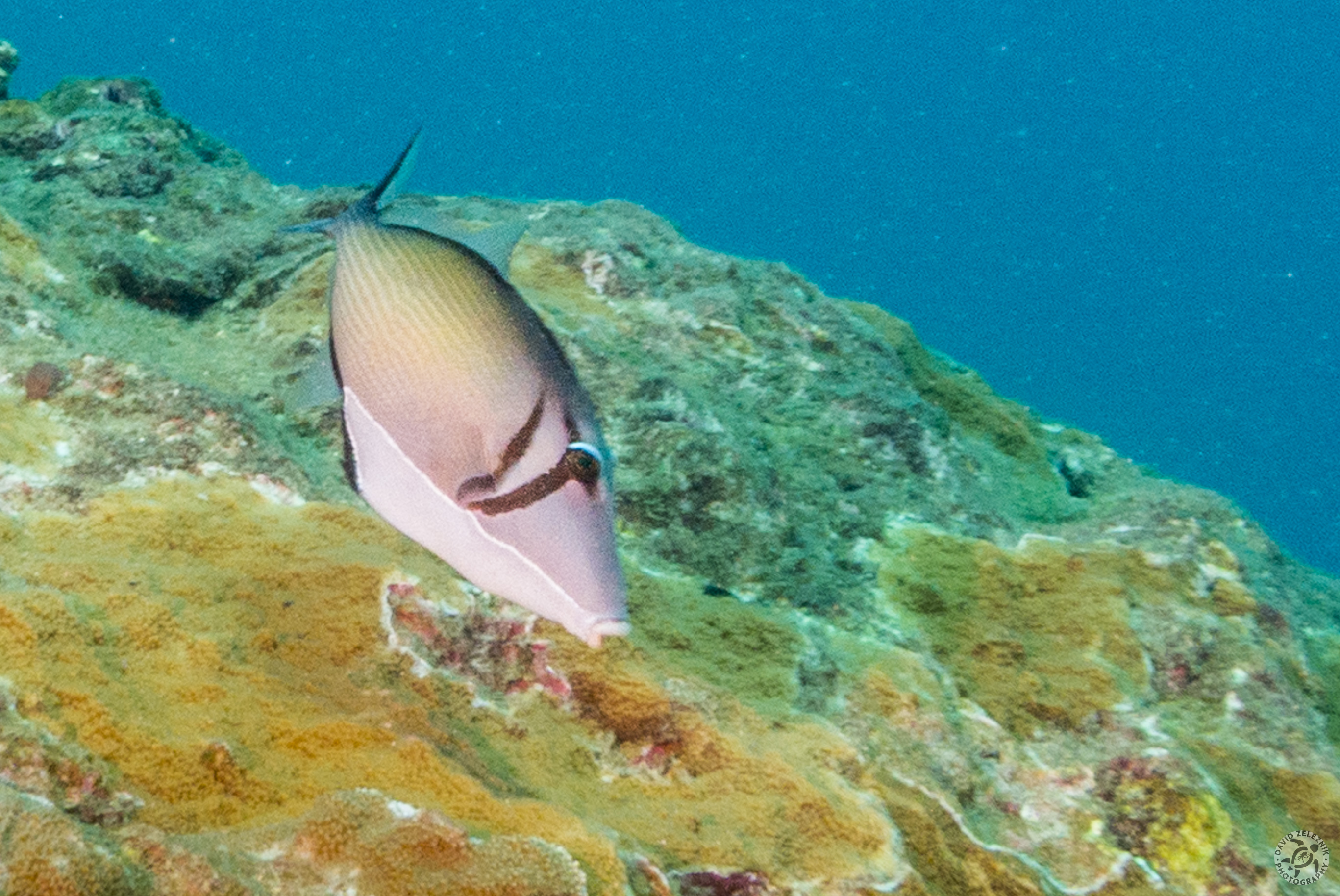 KauaiDiving2014-041