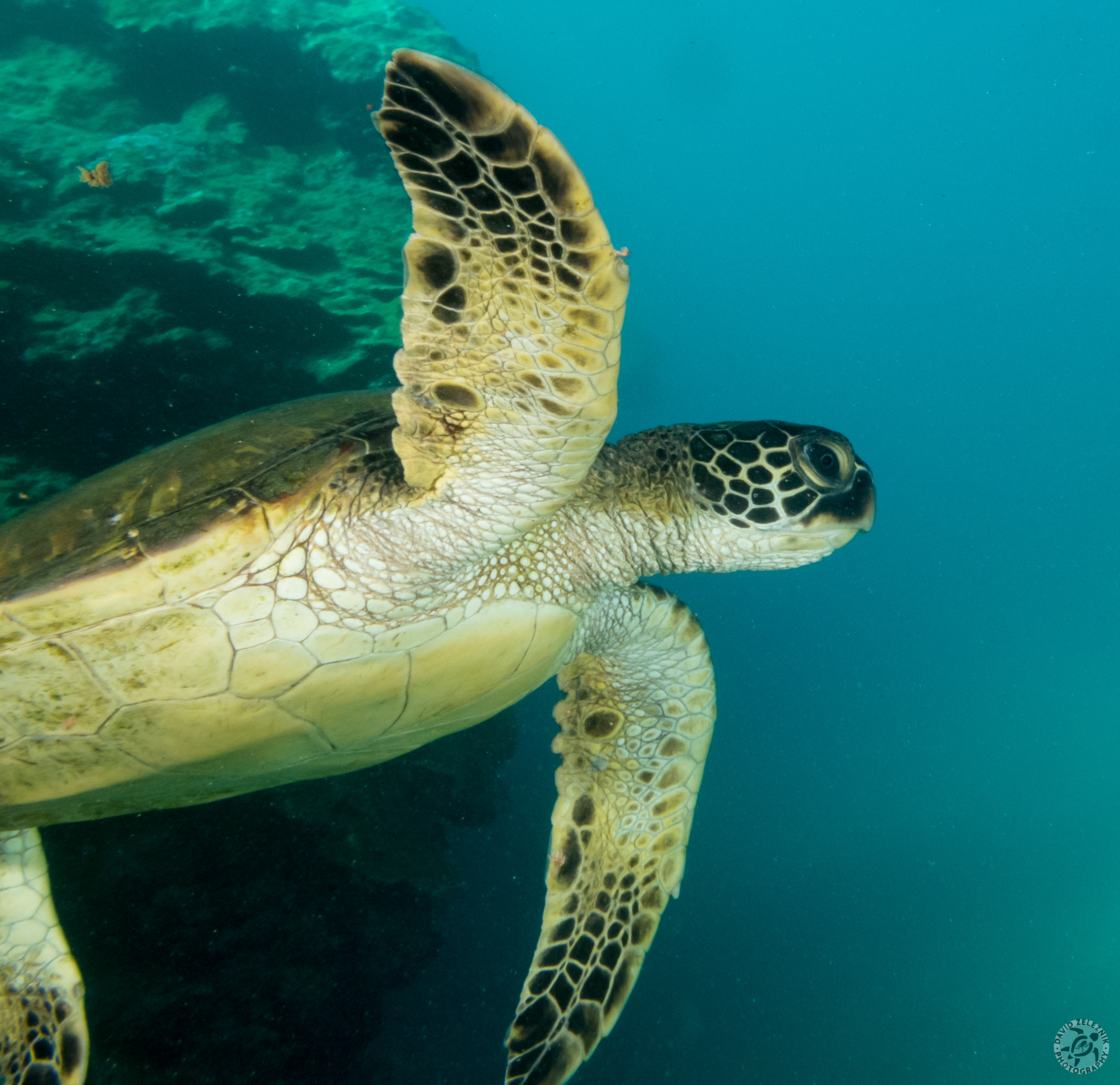 Baby Sea Turtle<br/><small>Tunnels Reef, Kauai</small>