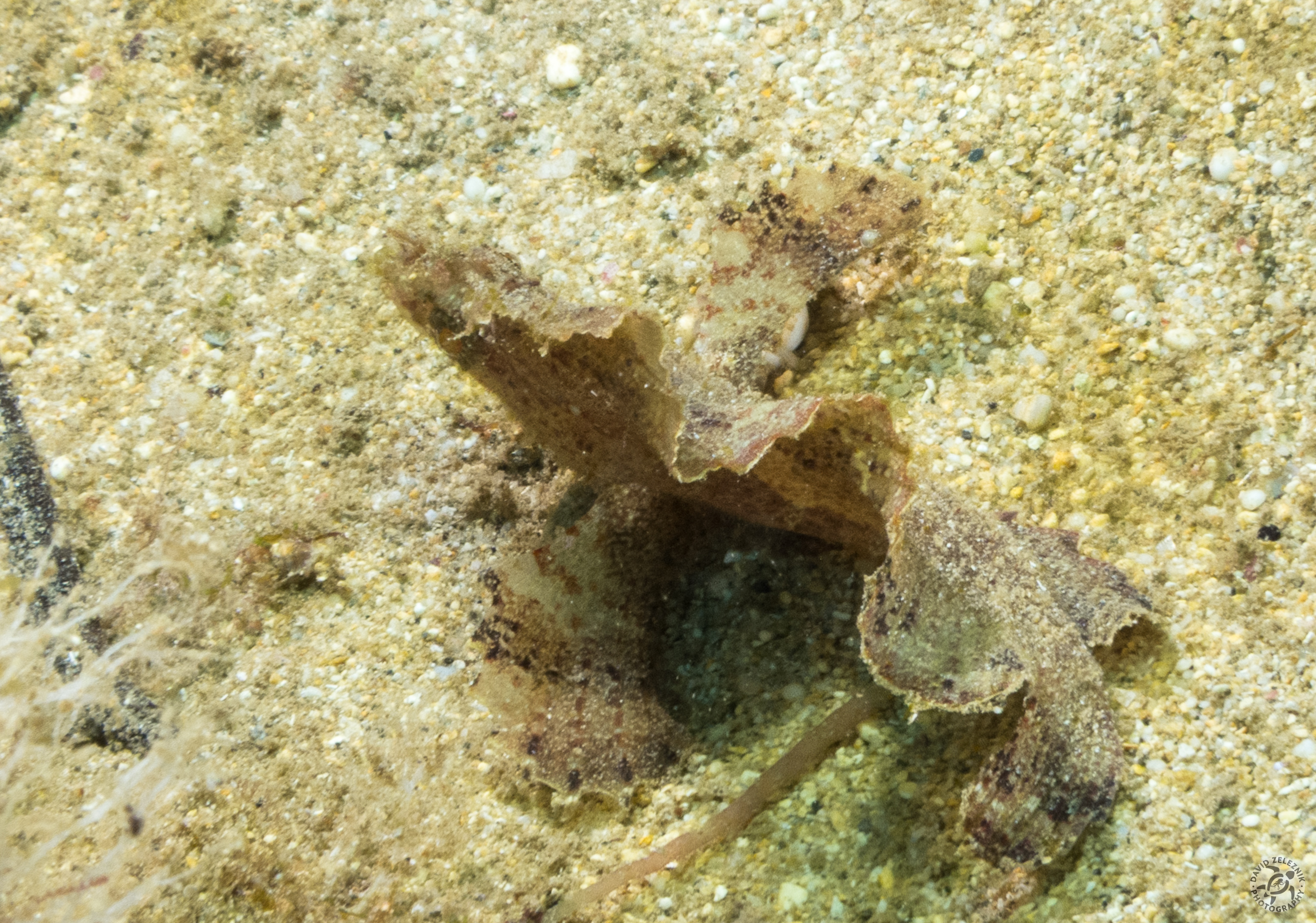 KauaiDiving2014-065