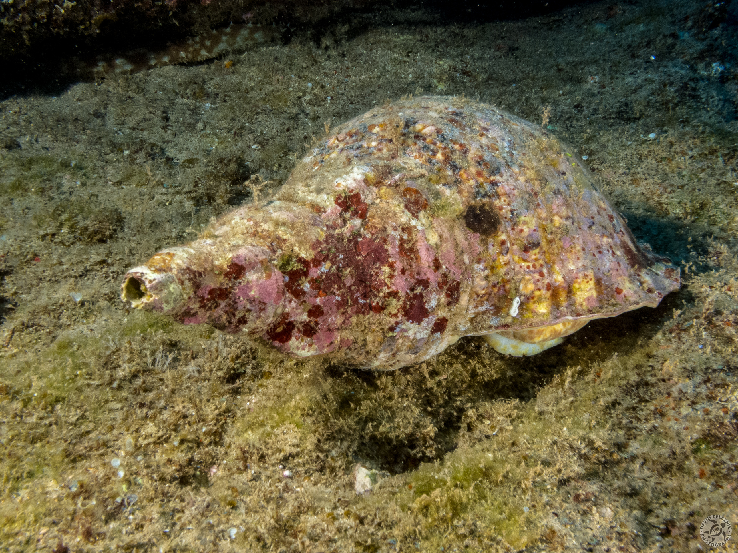 Triton's Trumpet<br/><small>Fast Lanes dive site, Kauai</small>