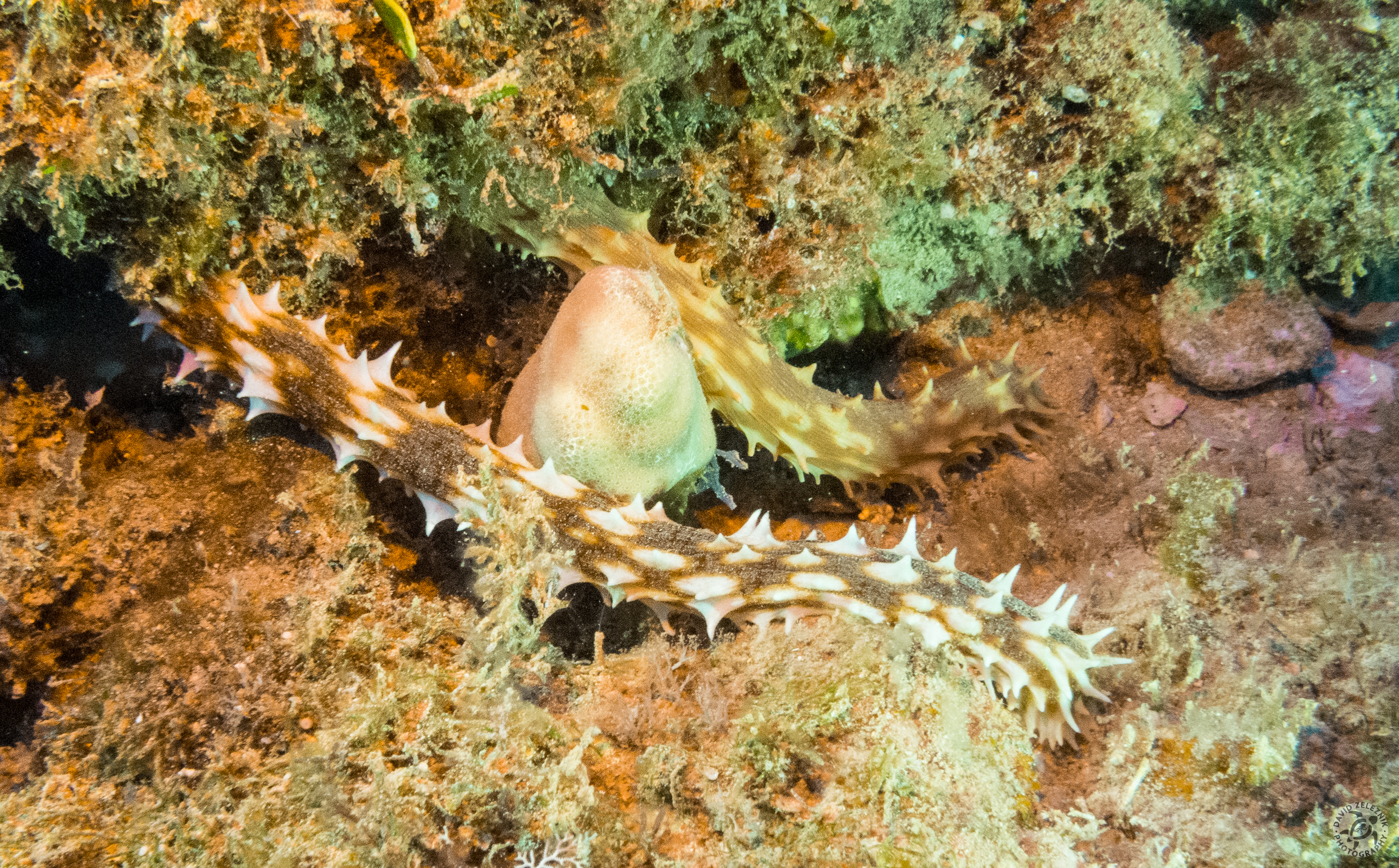 KauaiDiving2014-080