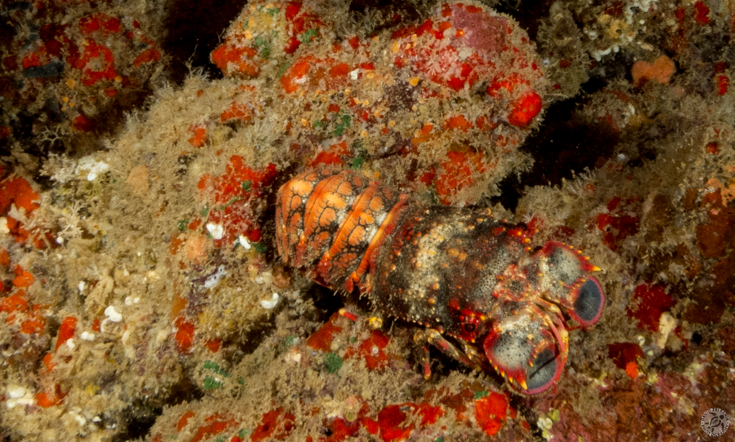 KauaiDiving2014-093