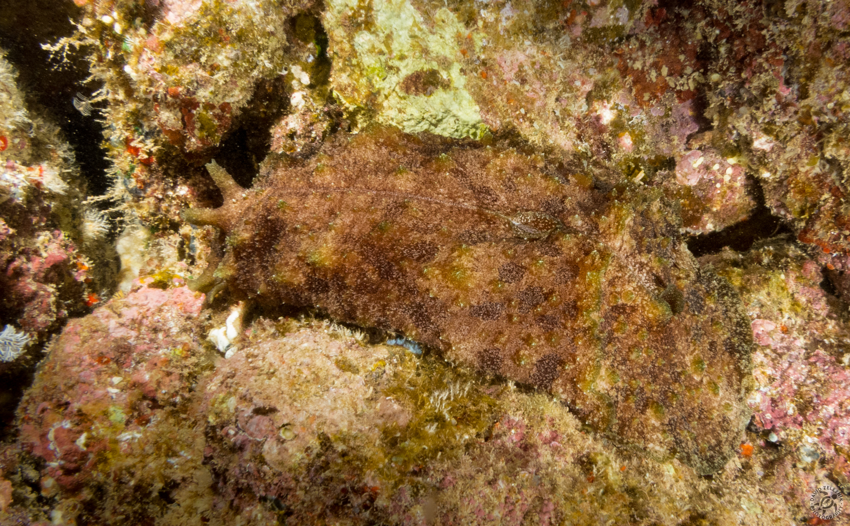 KauaiDiving2014-095