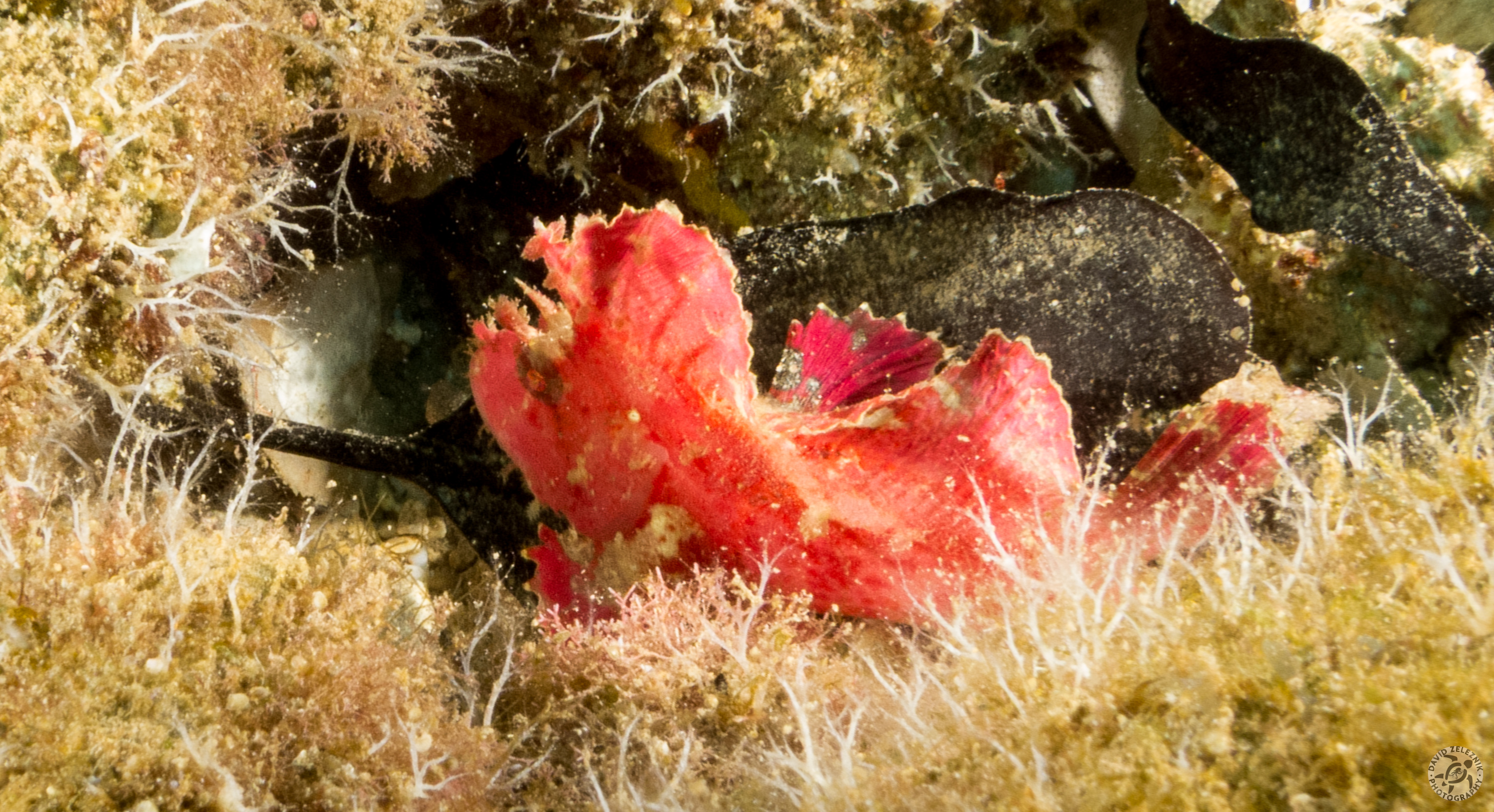 KauaiDiving2014-131