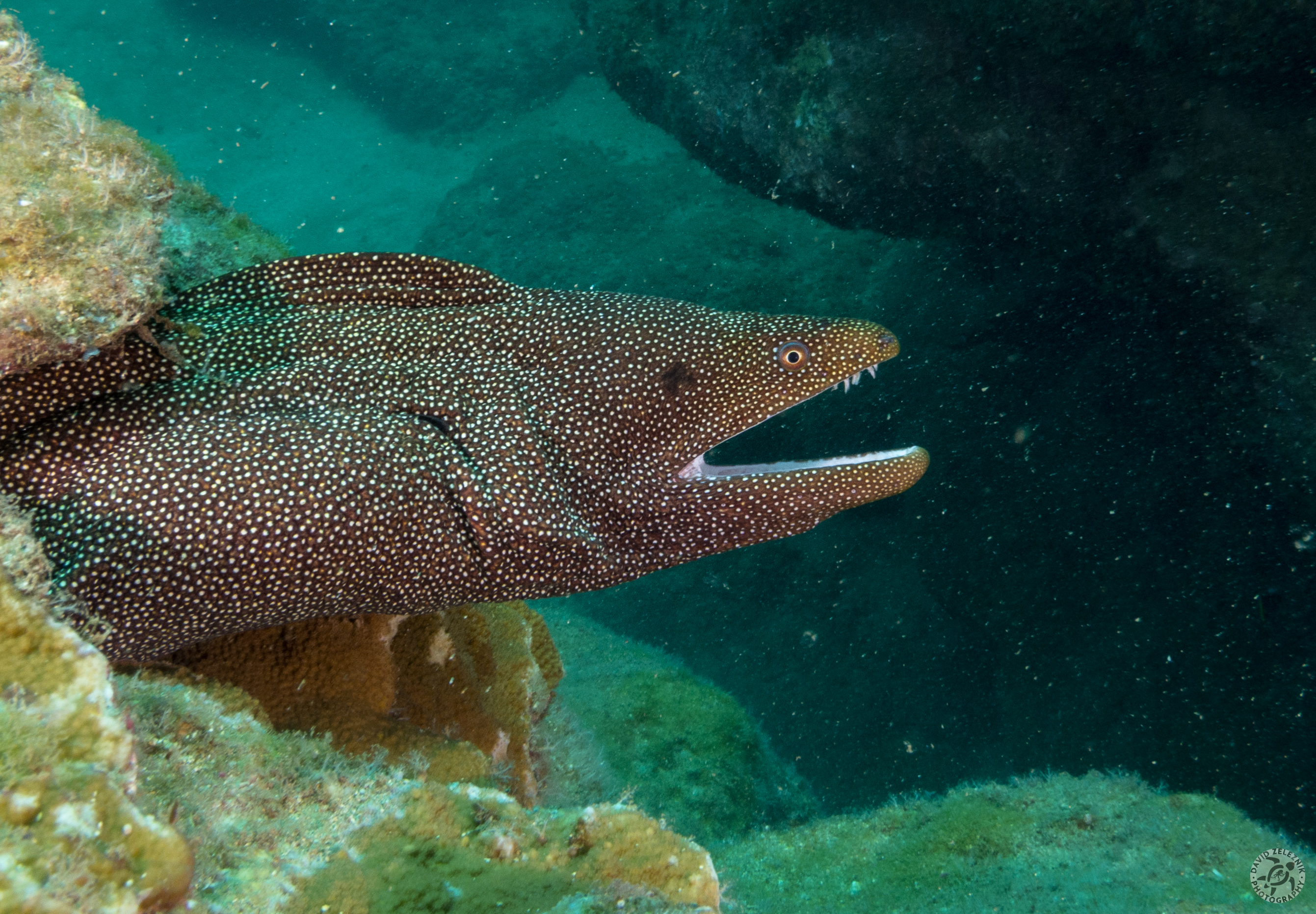 Whitemouth Moray<br/><small>Tunnels Reef, Kauai</small>