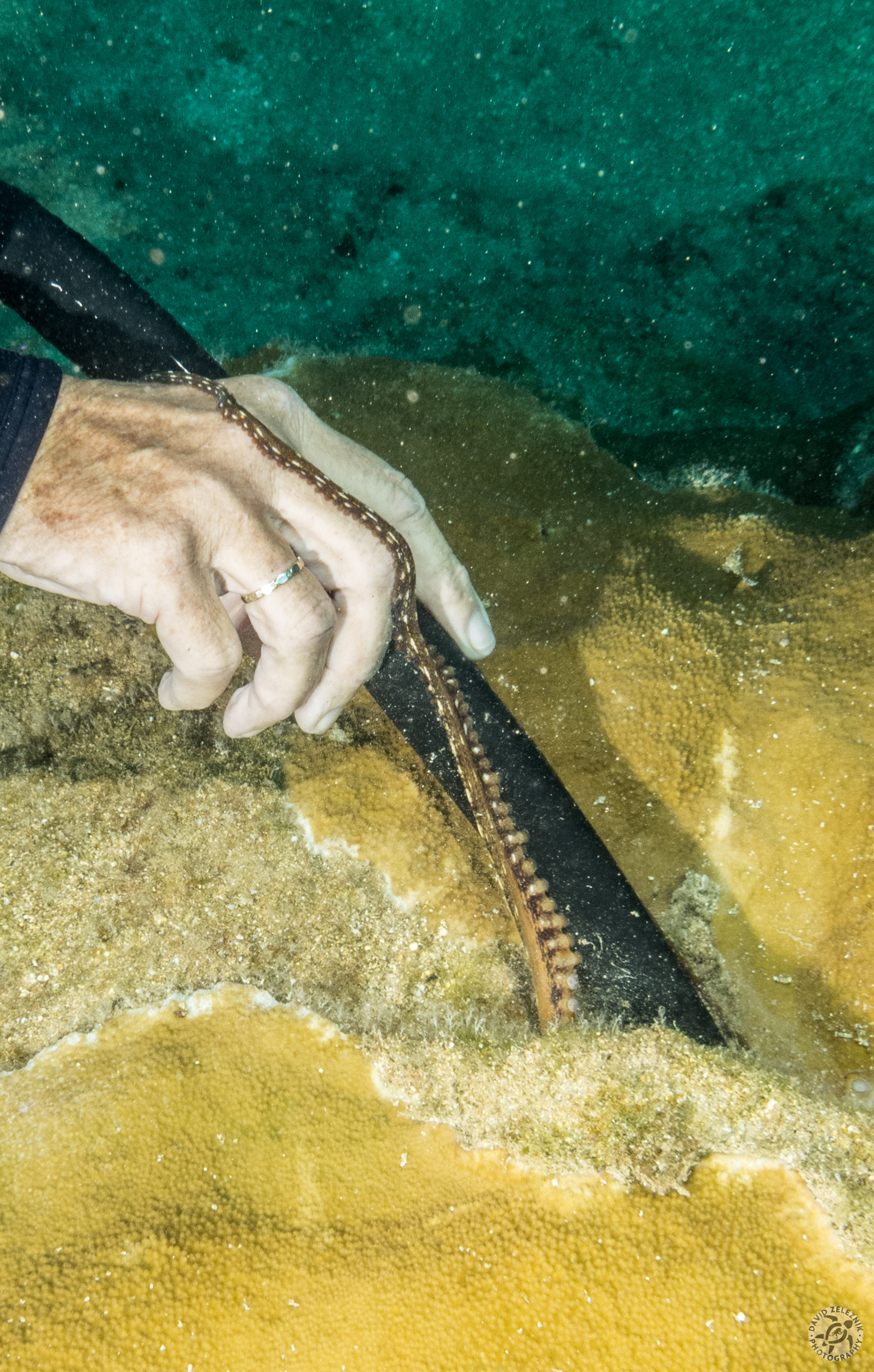 KauaiDiving2014-156