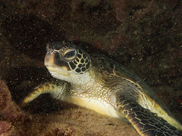 This baby turtle was napping in the same ledge every day May 15, 2014 9:42 AM : Diving, honu, turtle