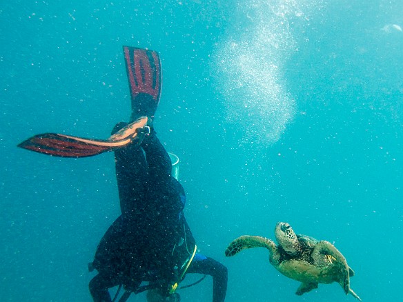 The turtle takes off and one of the divers flips trying to get a good view May 15, 2014 10:04 AM : Diving, Kauai, SpectrumGalleryLetThereBeLoveCandidate, honu, turtle