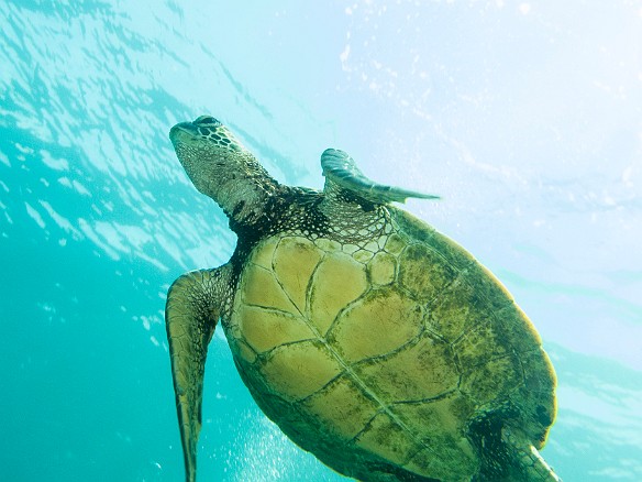 Heading for the surface May 15, 2014 10:04 AM : Diving, animal, chelonia mydas, cheloniidae, hawaiian green sea turtle, honu, reptile, reptilia, sea turtle, testudines, turtle