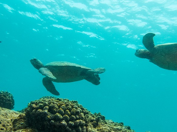 The turtle cleaning station on top of the Tunnels outer reef May 15, 2014 11:27 AM : Diving, animal, chelonia mydas, cheloniidae, hawaiian green sea turtle, honu, reptile, reptilia, sea turtle, testudines, turtle