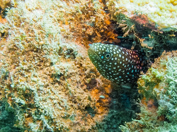 Whitemouth moray May 15, 2014 11:32 AM : Diving, anguilliformes, animal, bony fish, eel, fish, moray, muraenidae, osteichthyes