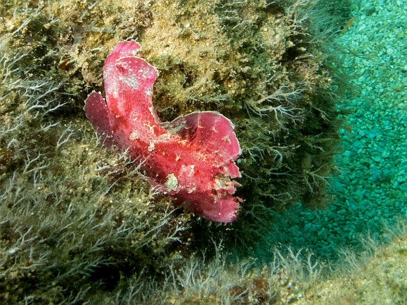 Leaf scorpionfish were everywhere, and in every color May 15, 2014 11:42 AM : Diving, animal, bony fish, fish, leaf scorpionfish, osteichthyes, perciformes, scorpaenidae, scorpionfish, taenianotus triacanthus