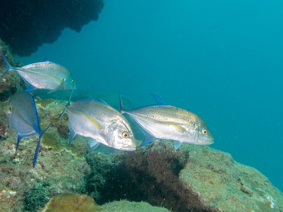Small school of young adult bluefin trevally May 16, 2014 9:26 AM : Diving